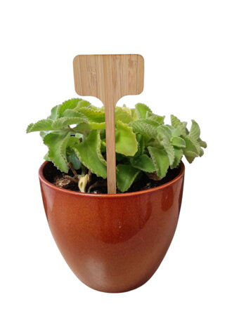 32 00993 - Etiketa zahradnícka zapichovací, tabulka 60 x 30 mm, výška: 180 mm, Materiál: bambus